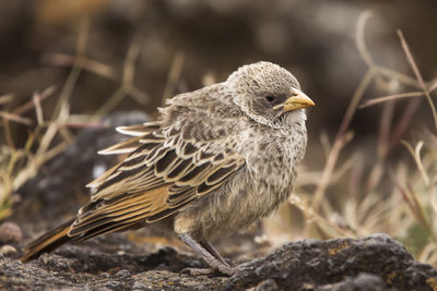 Close-up of bird perching on rock