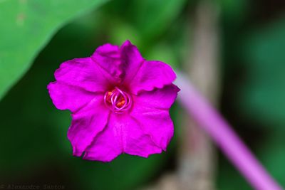 Close-up of pink rose flower