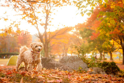 Portrait of dog by tree during autumn