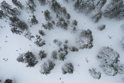 Drone aerial scenery of mountain snowy forest and people playing in snow. wintertime season