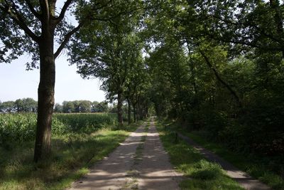 Empty road along trees