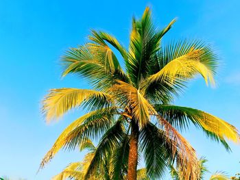 Low angle view of palm tree against clear blue sky