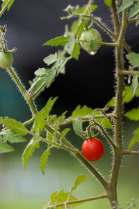 Close-up of red berries growing on tree