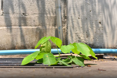 Close-up of small plant against wall