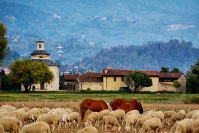 Cows grazing on field against sky