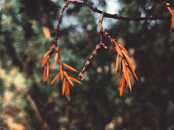 Close-up of tree