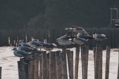 Seagulls flying over wooden post