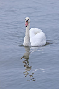 Close-up of duck swimming in lake