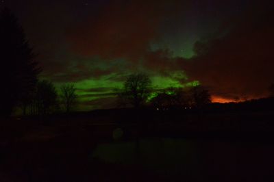 Trees against sky at night