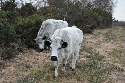 Cow standing in a field