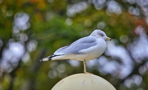 Close-up of bird perching on a tree