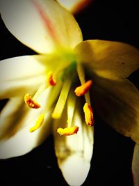 Close-up of day lily