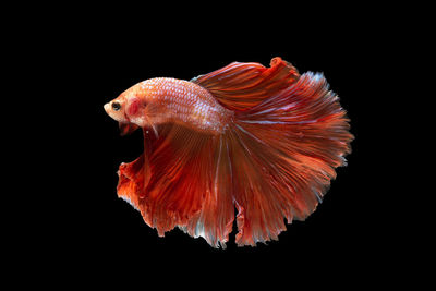 Side view of siamese fighting fish against black background