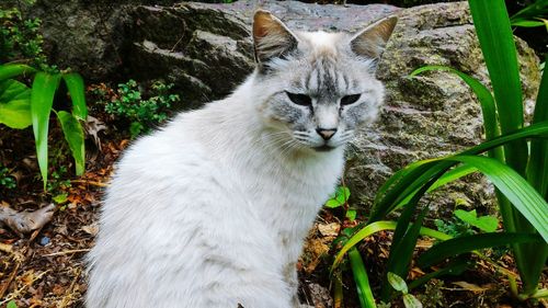 Portrait of cat sitting outdoors