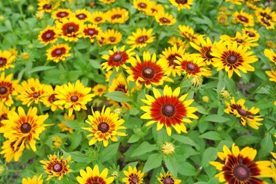 Full frame shot of yellow flowering plants