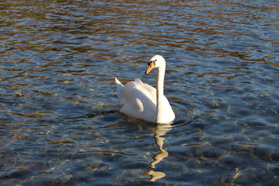 High angle view of swan swimming on lake