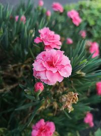 Close-up of pink flowering plant