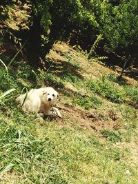 Dog on grassy field