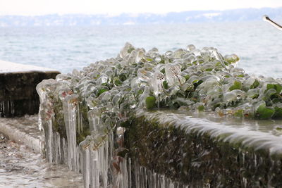 Close-up of plants at beach