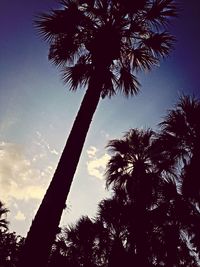 Low angle view of trees against sky