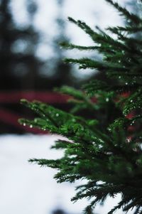 Close-up of tree against sky