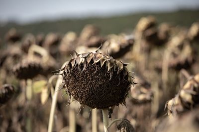 Close-up of wilted thistle on field