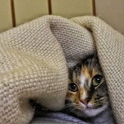 Close-up portrait of cat