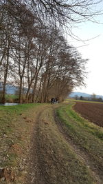 Road amidst bare trees in field