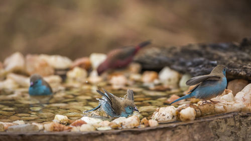 Close-up of birds perching on land