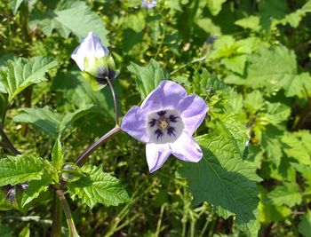 Close-up of purple flowering plant