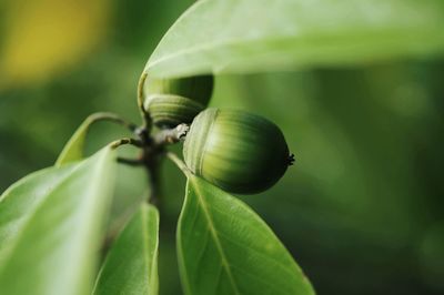 Close-up of green leaf