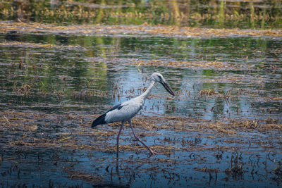 Side view of a bird in water