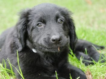 Close-up portrait of a hovawart puppy 