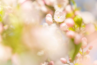 Close-up of pink cherry blossom