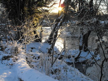 Snow covered land and trees in forest