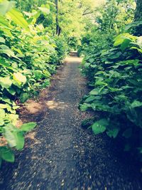 Plants amidst trees