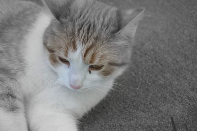 Close-up of cat relaxing