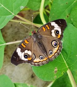 Butterfly perching on leaf