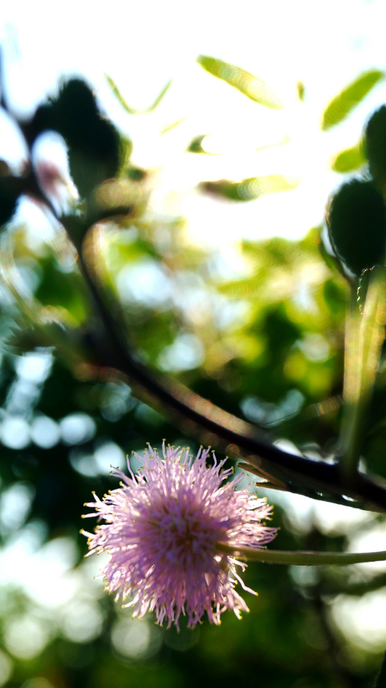 Blossom day bloom plant in bloom