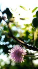 Close-up of pink flowers