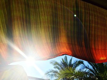 Sun shining through palm tree