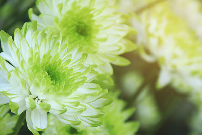 Close-up of flowering plant