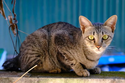 Close-up of a cat looking away