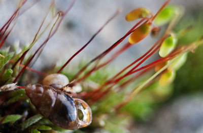 Close-up of plant against blurred background