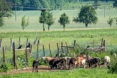 Horses grazing in field