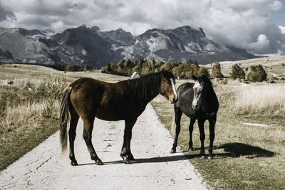 Horses standing on field