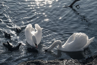 High angle view of swans swimming in lake