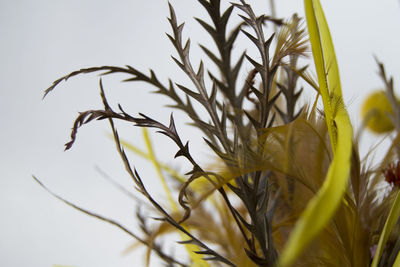 Close-up of plants growing outdoors