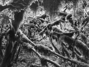 Full frame shot of tree roots