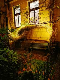 Plants growing in abandoned building